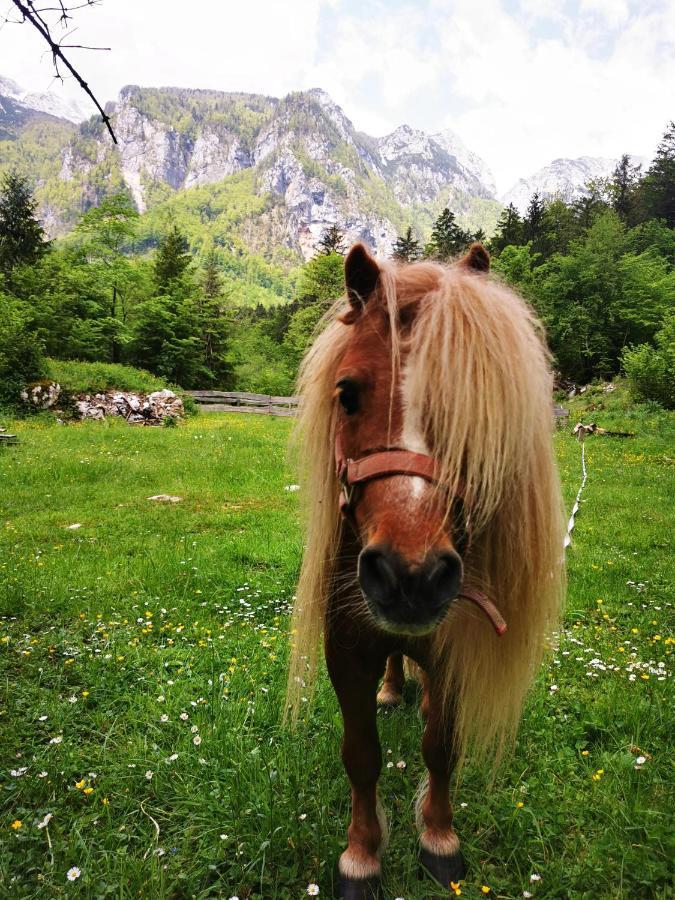 Вилла Skalca Камнишка-Бистрица Экстерьер фото